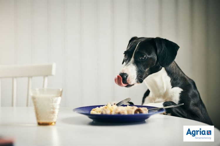 Artgerechte Ernährung von Hunden