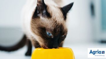 Artgerechte Ernährung von Katzen