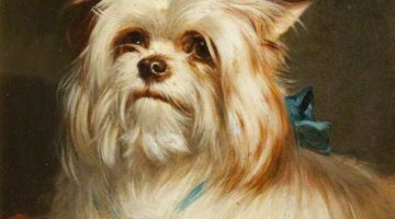 Alice Maud Earl | A Yorkshire Terrier