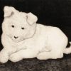 Hjalmar Hagelstam | Sneggie, White Puppy, 1932 | Bildquelle: Artvee.com