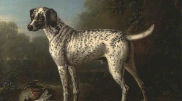 John Wootton | A Grey Spotted Hound, 1738 | Photo credit: Yale Center for British Art