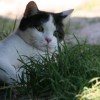 Parasitenbefall bei Katzen | Foto: Jule-Bu/pixelio.de