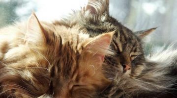 Schilddrüsenüberfunktion bei Katzen