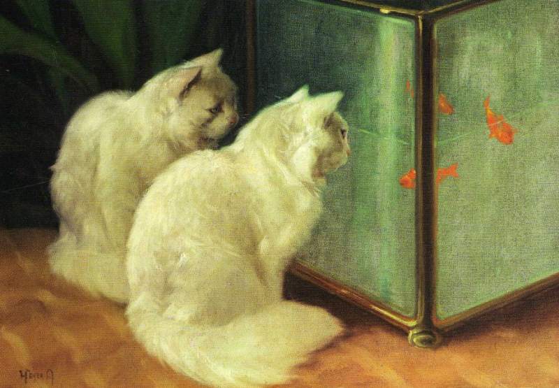 Arthur Heyer | Weiße Katzen beobachten Goldfische