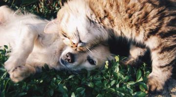 COVID-19: Hund und Katze sind nicht gefährdet