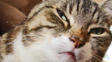 Epilepsie bei Katzen
