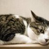 Fibrosarkom bei Katzen