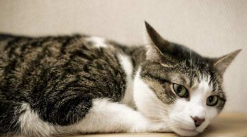 Fibrosarkom bei Katzen