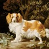 George Stubbs | King Charles Spaniel, 1776 | Yale Center for British Art