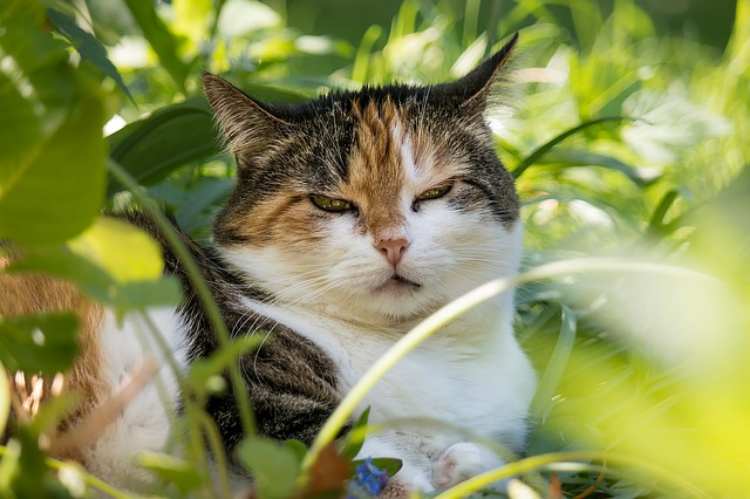 Curcuma Pflanze Giftig Für Katzen