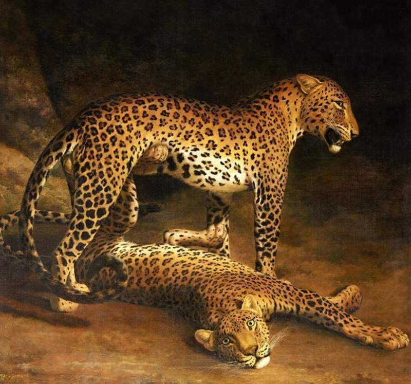 Jacques Laurent Agasse | Two Leopards Lying in the Exeter, 1808