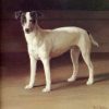 Johan Krouthén, Jack Russel Terrier, 1912