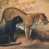 Joseph Wolf | The Leopard, 1861-1867 | Bildquelle: Artvee.com
