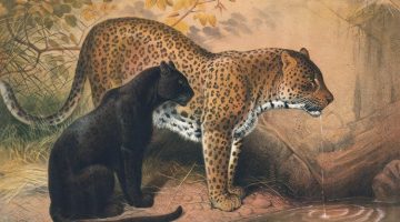 Joseph Wolf | The Leopard, 1861-1867 | Bildquelle: Artvee.com