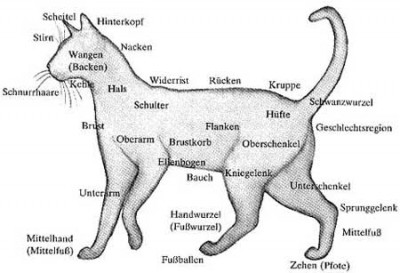 Anatomie und Physiologie des Katzenkörpers | © Katzensuchdienst.de