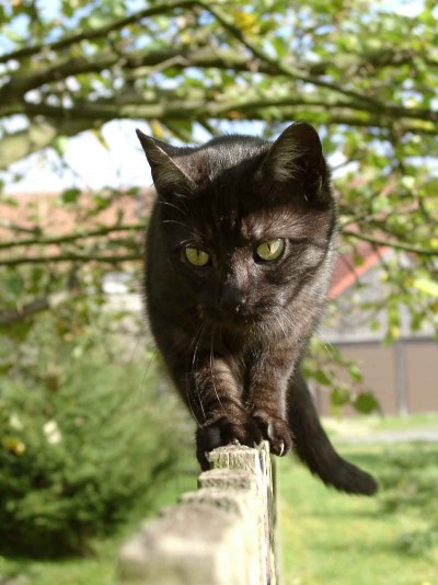 Katzen haben einen sehr ausgeprägten Gleichgewichtssinn | © borntaler, pixelio
