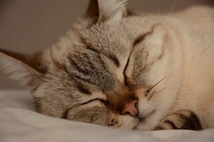 Schlafverhalten einer Hauskatze