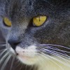 Tastsinn und Schnurrhaare der Katze | © Peter Freitag, pixelio