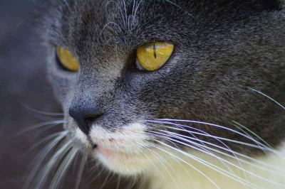 Tastsinn und Schnurrhaare der Katze | © Peter Freitag, pixelio