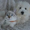 Demenz bei Hunden und Katzen