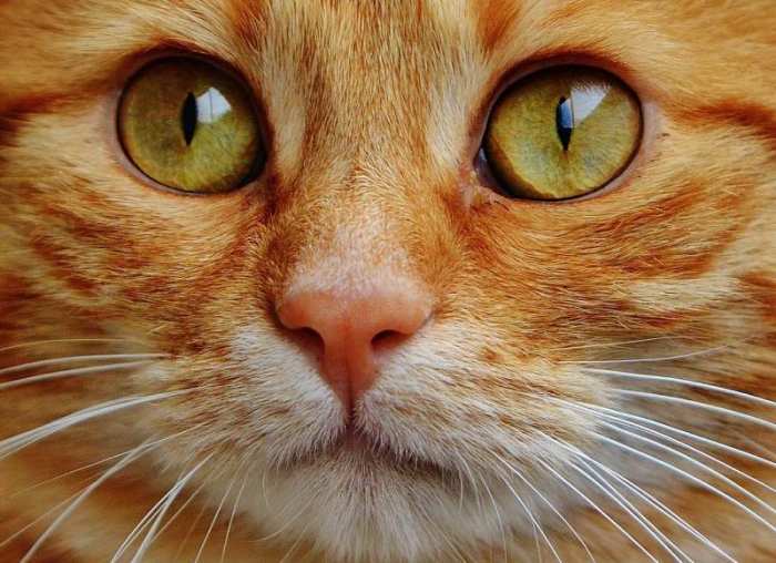 Die Augen der Katze: Was können sie sehen?