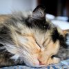Katzenschnupfen – immer ein Fall für den Tierarzt!