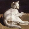 Théodore Géricault | The White Cat | Privatsammlung