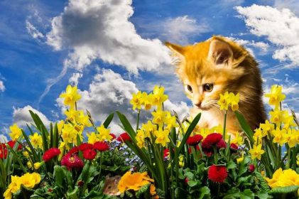 Ungiftige Pflanzen für Katzen mit Bildern