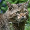 Wildkatzen sind vom Aussterben bedroht