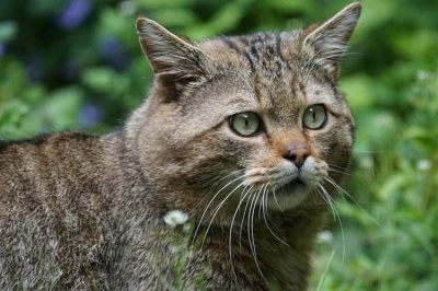 Wildkatzen sind vom Aussterben bedroht