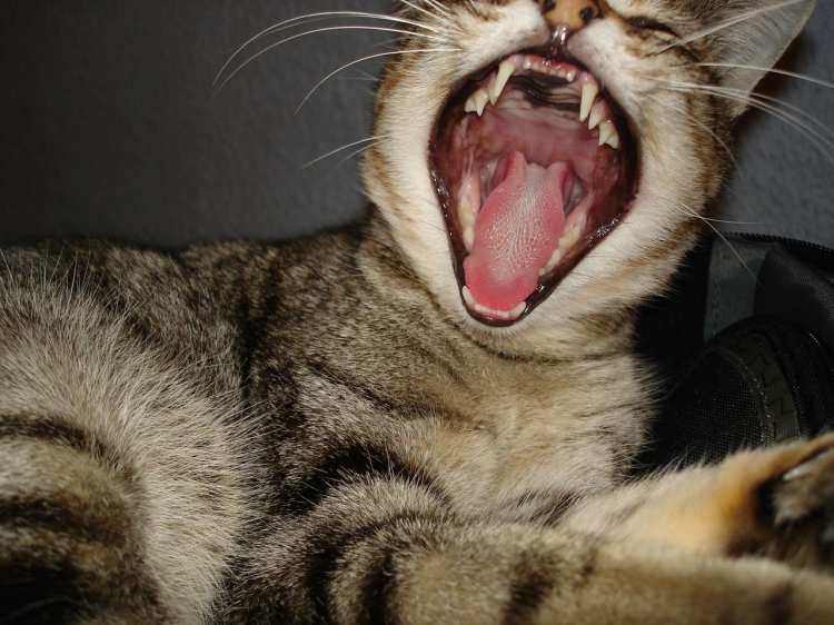 Zahnerkrankungen bei Katzen